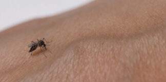 Lara entre los cuatro estados de vacunación prioritaria ante brote de fiebre amarilla