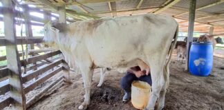 Producción de leche en Apure