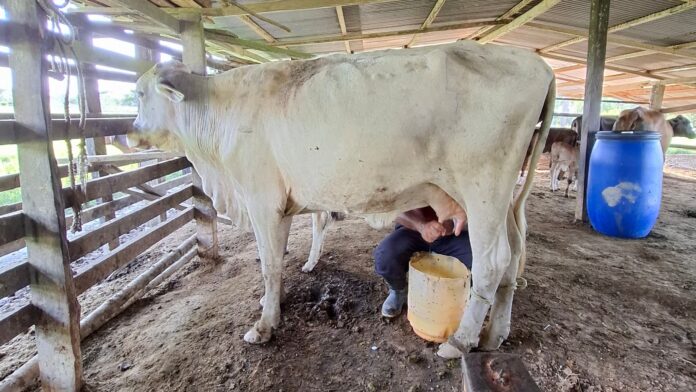 Producción de leche en Apure