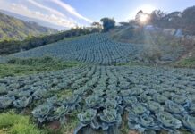 Agricultores venezolanos con deudas