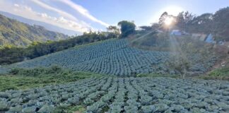 Agricultores venezolanos con deudas
