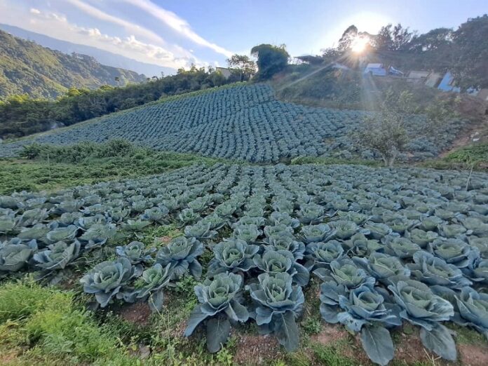 Agricultores venezolanos con deudas