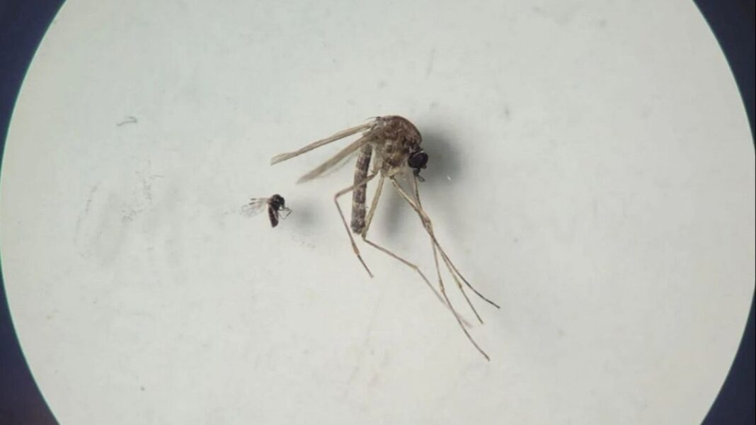 Virus Oropouche
