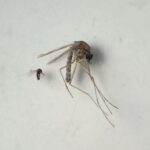 Virus Oropouche