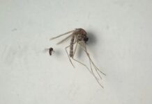 Virus Oropouche