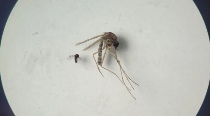 Virus Oropouche