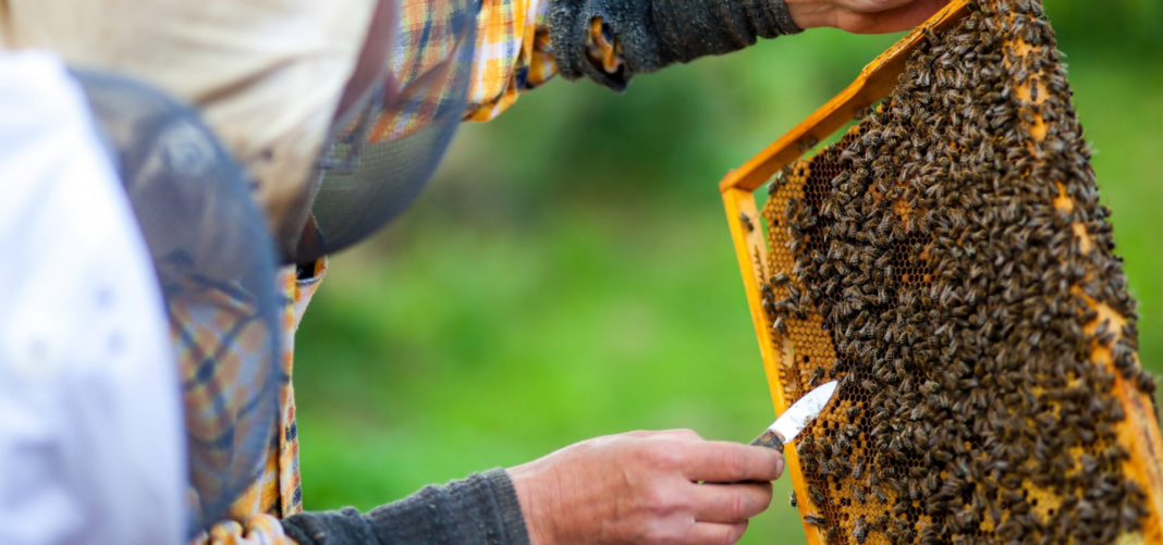 Abejas