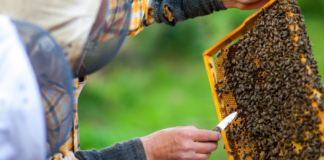 Abejas