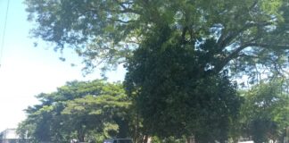 Denuncian oscurana e inseguridad en la plaza La Mora de Barquisimeto