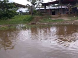Waraos cosechas crecida río Orinoco