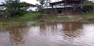 Waraos cosechas crecida río Orinoco