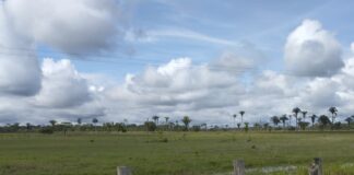 Lluvias dejan pérdidas a productores agropecuarios en Apure