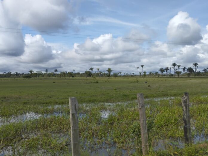 Lluvias afectan producción agrícola (2)
