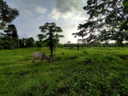 Producción de queso baja en el Delta por destete de bufalinas