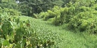 Productores de Las Mulas en Tucupita exigen limpieza de canales tras tres meses de inundaciones