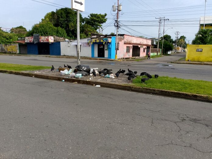 Los zamuros "bailan" entre la basura en San Fernando