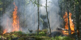 Especialista alerta que más del 90 % de los incendios de vegetación son provocados