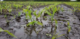 Fedeagro alerta que las lluvias afectaron el ritmo de la siembra de maíz