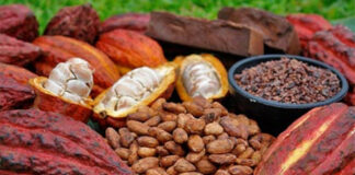 Mérida será sede del I Congreso Internacional del Cacao en octubre
