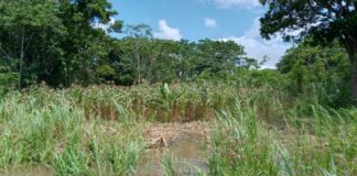 En el Delta Medio retoman los “conucos” tras la bajada del río Orinoco
