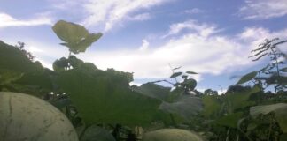 La siembra: una solución para las familias de la comunidad Guana en la Guajira