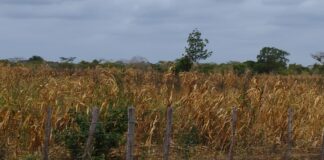 Inicia con éxito el periodo de cosecha de maíz en zonas rurales de la Guajira