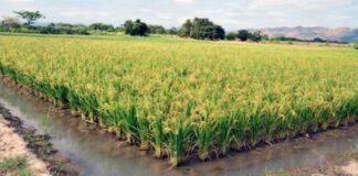 Productores de Guárico mantienen reuniones con autoridades para exigir precio justo del arroz