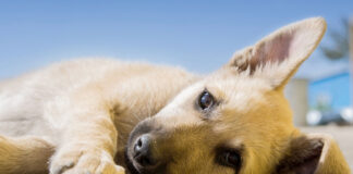 Alertan sobre casos de moquillo y parvovirus en perros de Caracas
