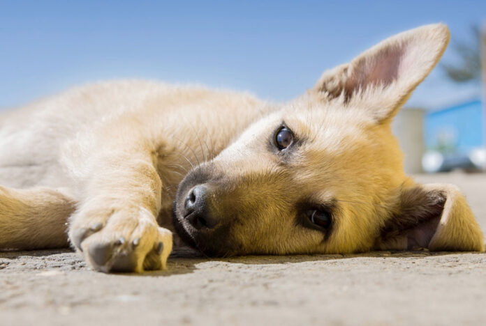 perro