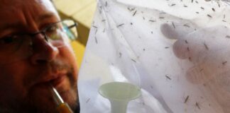 Infectóloga advierte que casi el 70 % del territorio venezolano es endémico para fiebre amarilla