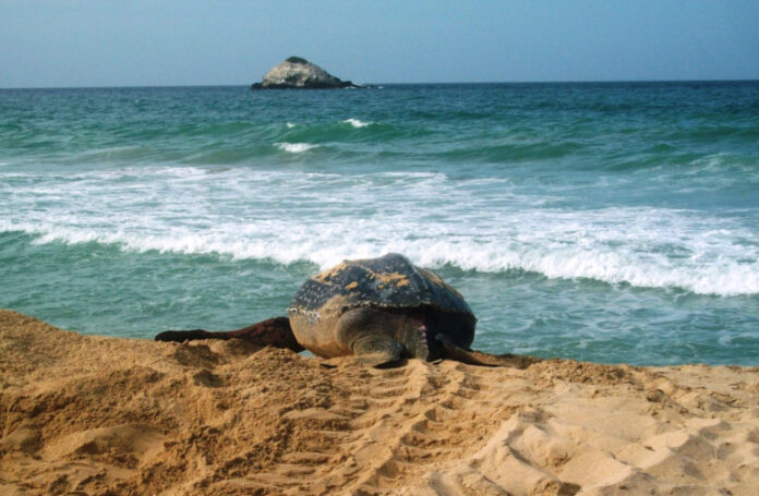 tortugas-marinas-margarita