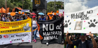 “Basta de indolencia”: maturineses marcharon para exigir castigo por la muerte de 100 mascotas