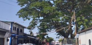 Árbol de gran tamaño pone en riesgo tendido eléctrico cerca de una cancha de Guasdualito