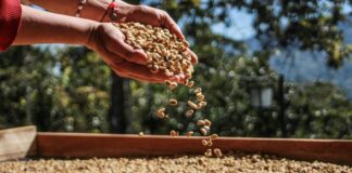 Madelen Ángulo lidera el emprendimiento de café de especialidad en Lara