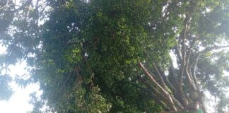 Ciudadana clama por ayuda porque un árbol cayó sobre su casa