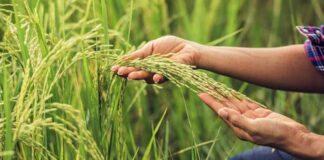 Productores denuncian presión por bajar precios en la cosecha de arroz en Guárico