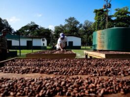 Venezuela tiene potencial para más de un millón de hectáreas de cacao, según la OICC