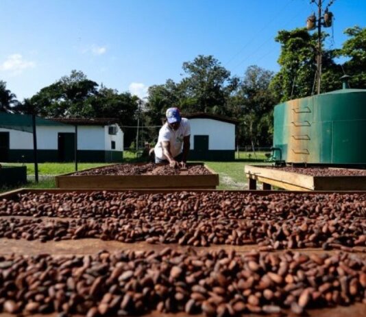 Venezuela tiene potencial para más de un millón de hectáreas de cacao, según la OICC