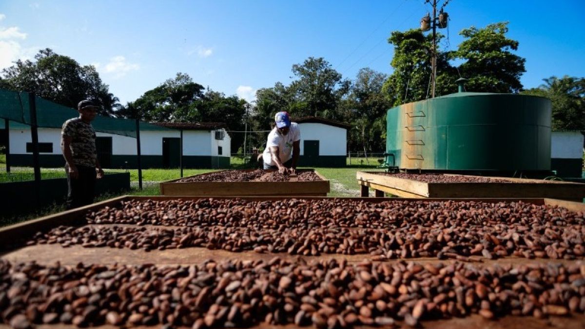 Venezuela tiene potencial para más de un millón de hectáreas de cacao, según la OICC