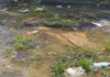 En el sector Cañada Honda de Maracaibo el agua potable se mezcla con aguas residuales