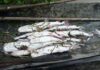 Pescadores del Delta Medio recurren a un trueque de “pescado por comida” con caveros