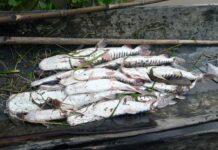 Pescadores del Delta Medio recurren a un trueque de “pescado por comida” con caveros