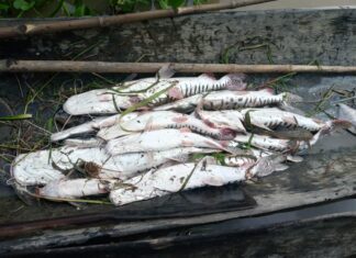Pescadores del Delta Medio recurren a un trueque de “pescado por comida” con caveros