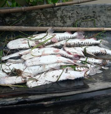 Pescadores del Delta Medio recurren a un trueque de “pescado por comida” con caveros