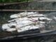 Pescadores del Delta Medio recurren a un trueque de “pescado por comida” con caveros