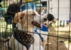 Piden priorizar la vacunación de animales en refugios tras los terremotos