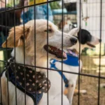 Piden priorizar la vacunación de animales en refugios tras los terremotos