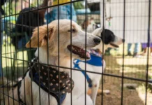 Piden priorizar la vacunación de animales en refugios tras los terremotos