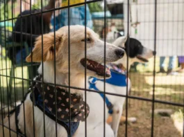 Piden priorizar la vacunación de animales en refugios tras los terremotos