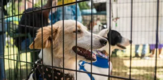 Piden priorizar la vacunación de animales en refugios tras los terremotos